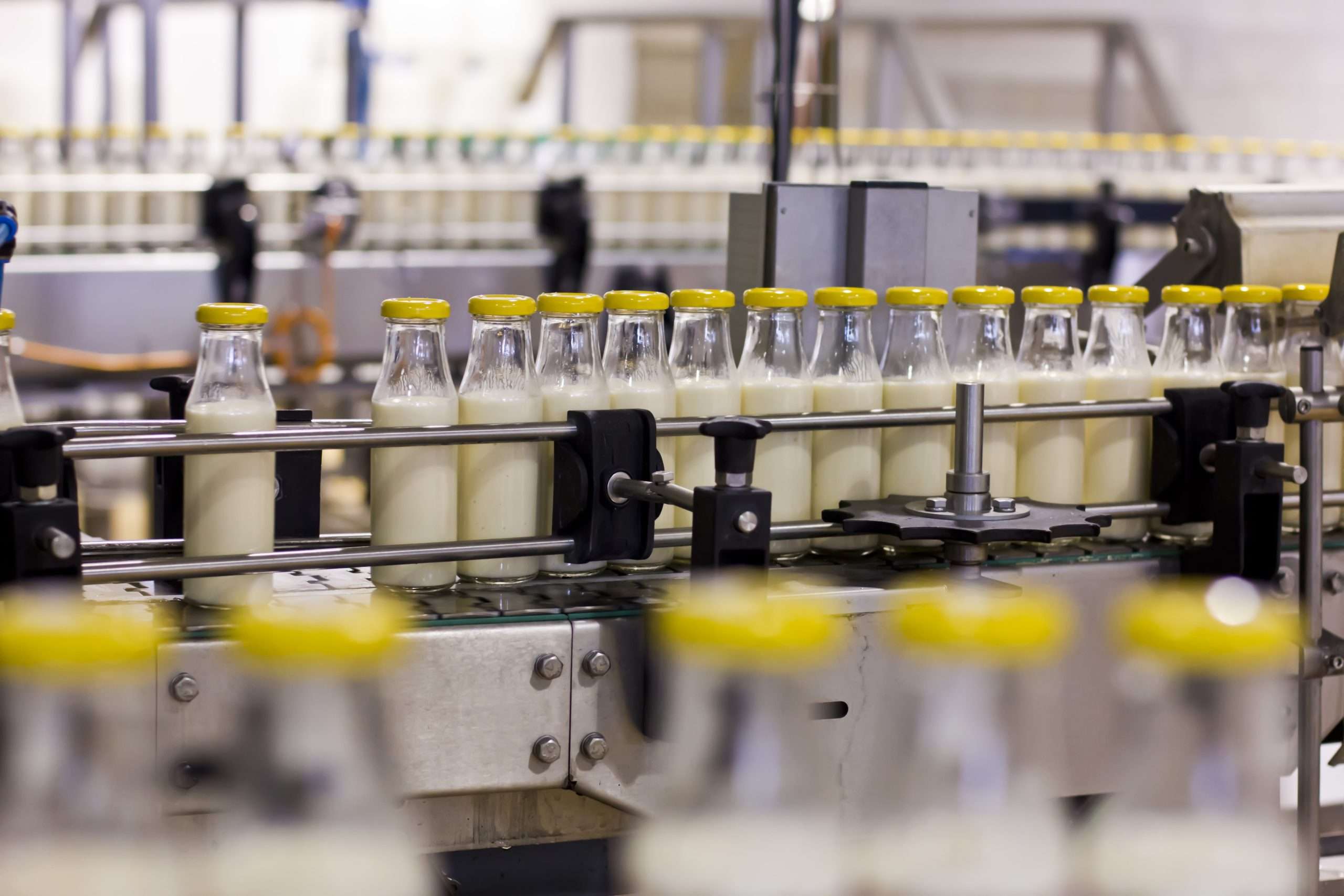Dairy Plant. Conveyor with milk bottles.